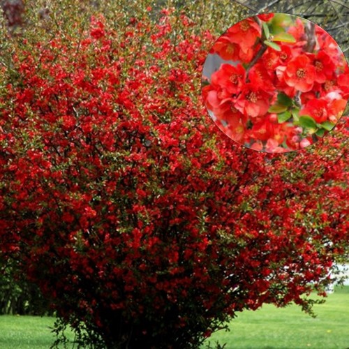 Chaenomeles superba 'Texas Scarlet' - Kaunis ebaküdoonia 'Texas Scarlet' C1,5/1,5L